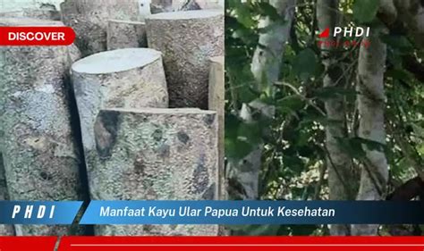 Ketahui 7 Manfaat Kayu Ular Papua Untuk Kesehatan Yang Wajib Kamu Intip