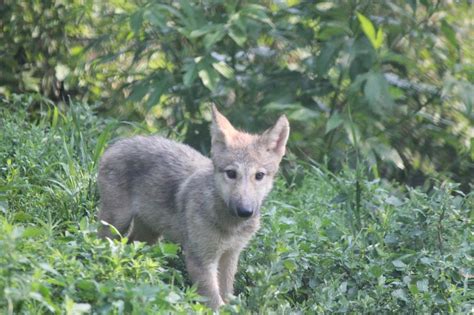 Eight Grey Wolf Pups Pop Out of Their Den - ZooBorns