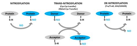 Ijms Free Full Text S Nitrosylation In Tumor Microenvironment