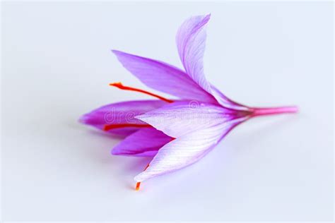 Fresh Saffron Flower On A Pile Of Saffron Threads On A White Background