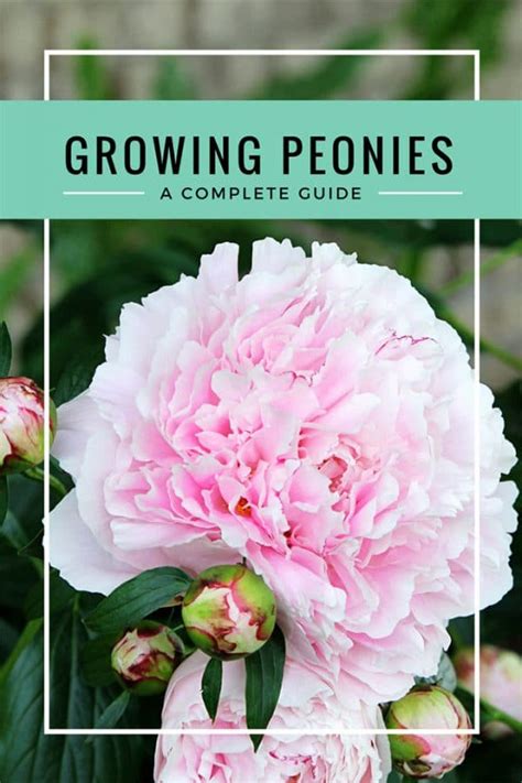 How To Grow Peonies Your Complete Guide House Of Hawthornes