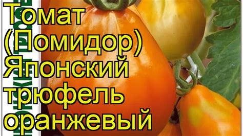 Томаты Японский Трюфель Отзывы Фото – Telegraph