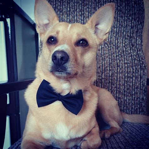 Buster Modern Dog Magazine