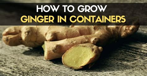 How To Grow Ginger In Containers And Get A Huge Harvest