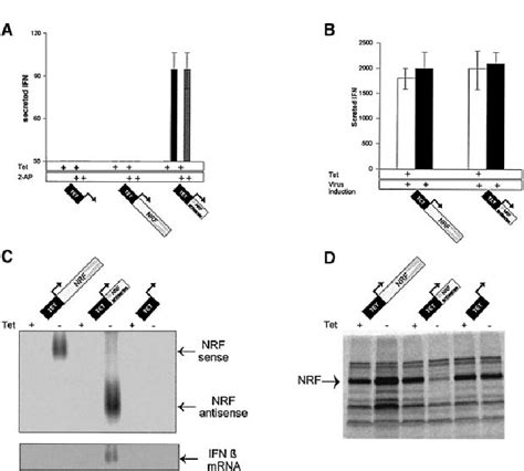 Derepression of the IFN β gene by NRF antisense RNA A C243 TA