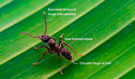 Signs Of Carpenter Ants In House What You Must Do