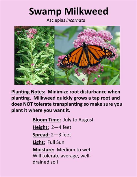 Milkweed Sale On June Pre Order Online Loudoun Wildlife Conservancy