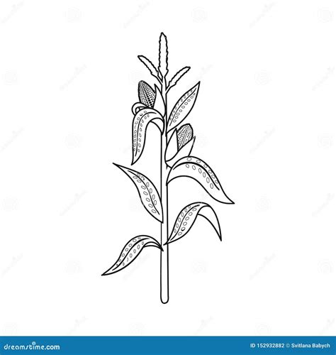 Corn Stalk. Isolated Corn On White Background Cartoon Vector ...