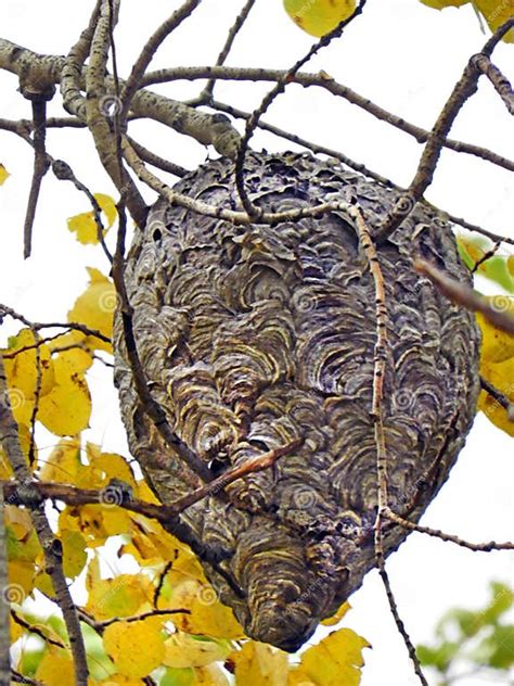 Bald Face Yellowjacket Hornet Nest in Autumn Tree Stock Image - Image ...