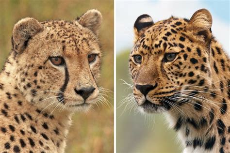 Cheetah Vs Leopard – Animal Names