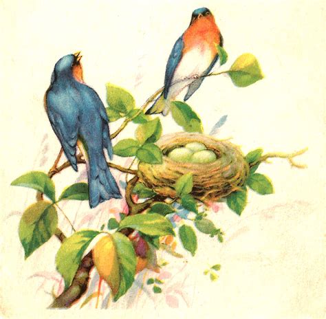 Antique Images: Free Bird Clip Art: 2 Birds in a Tree with Nest and Eggs