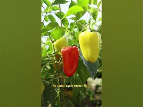Всегда сажаю этот сорт перца! Просто идеален для заморозки и не только ...