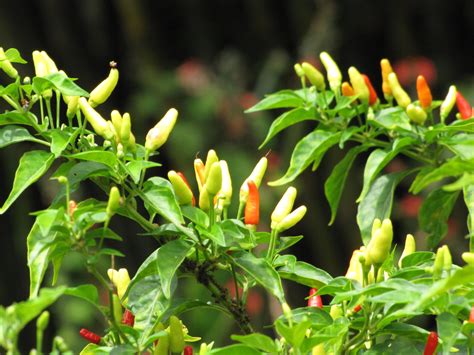 Capsicum Plant: Ornamental Chili Pepper - Stavern Blomstermakeri