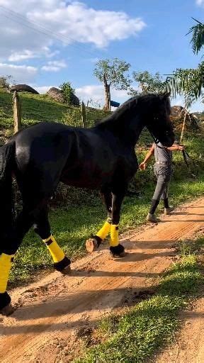 Pin de Sebastian Hefner em Horse Vídeo em 2024 Videos de cavalo