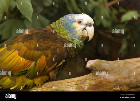 Saint Vincent Amazon Amazona Guildingii Saint Vincent Amazon King