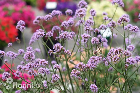 Werbena Patago Ska Verbena Bonariensis Byliny Ogrodowe T Z