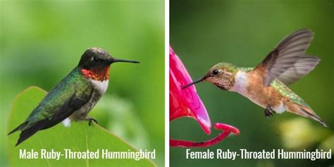 Male And Female Hummingbird Differences Nature Blog Network