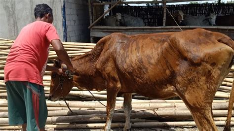 Sapi Di Sragen Diduga Terjangkit Lsd Mati Mendadak