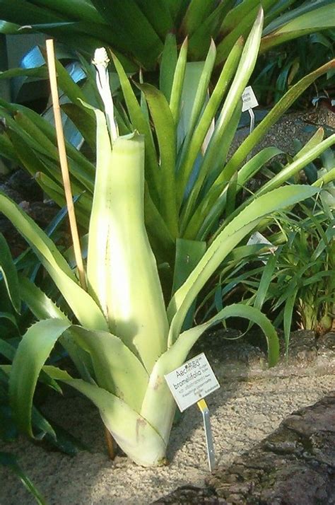 Brom Lia Aechmea Bromeliifolia Orquidario Em Mogi Mirim Sp As Mais