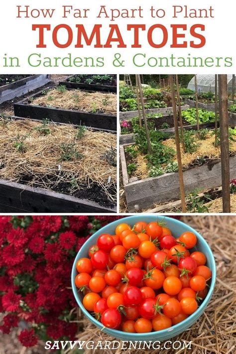 How Far Apart To Plant Tomatoes In A Vegetable Garden Tomato Plants