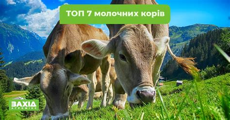 Які породи корів — найпопулярніші й продуктивні? Існує кілька порід ...
