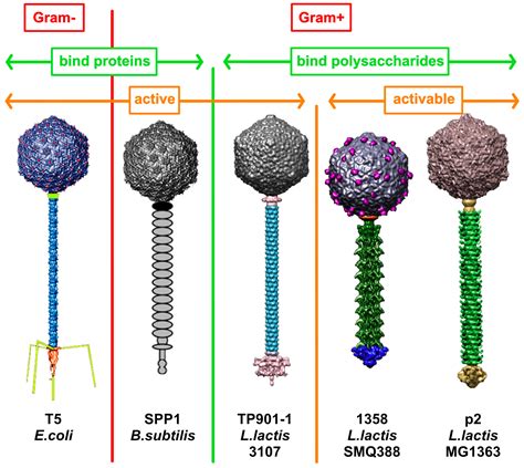 Viruses Free Full Text Conserved And Diverse Traits Of Adhesion