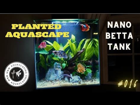 Nano Planted Aquascape Tutorial How To Guide Betta Sorority