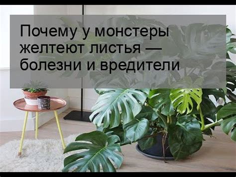 Почему у монстеры желтеют листья — болезни и вредители - YouTube