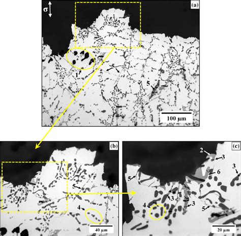 Optical Micrographs Showing Longitudinal Sections Below The Fracture