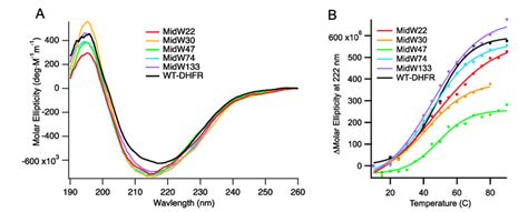 A Circular Dichroism CD Spectra Of Wild Type DHFR Wt DHFR And The