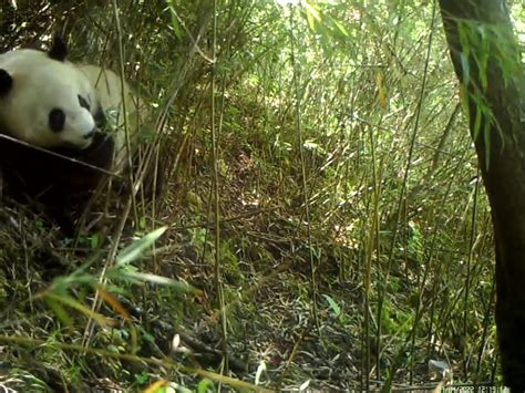 雅安宝兴：野生大熊猫外出觅食被抓拍