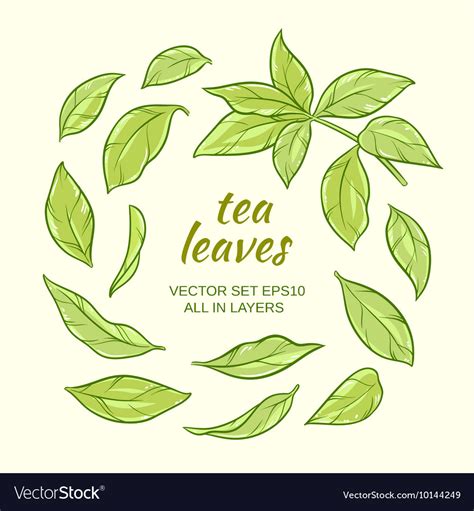 Tea Leaves Set Royalty Free Vector Image Vectorstock