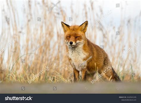 Red Fox Standing Nature Background Stock Photo 2122521335 | Shutterstock