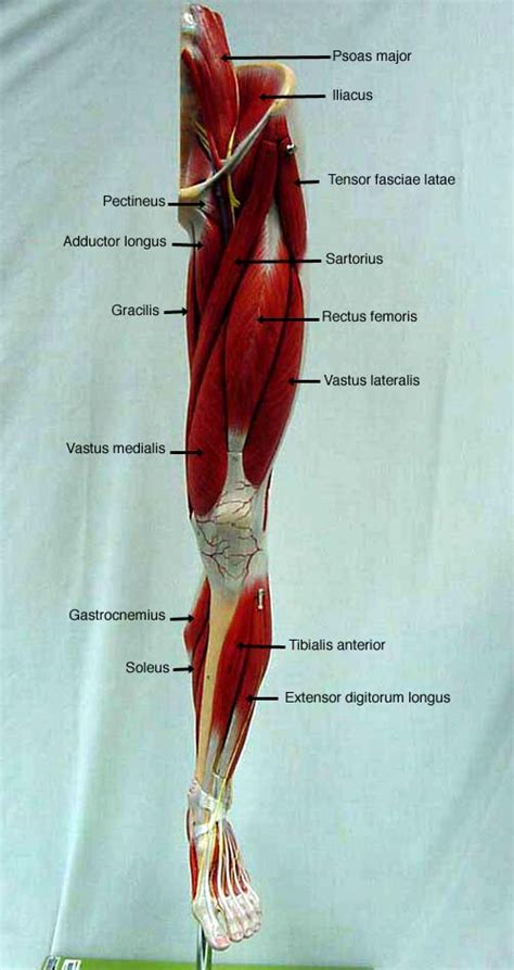 Leg Muscle Diagram Side View Classroom Sdmesa Edu Anatomy Images | Hot Sex Picture