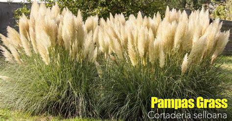 Pampas Grass Care: Cortaderia Selloana Growing | Maintenance | Pruning