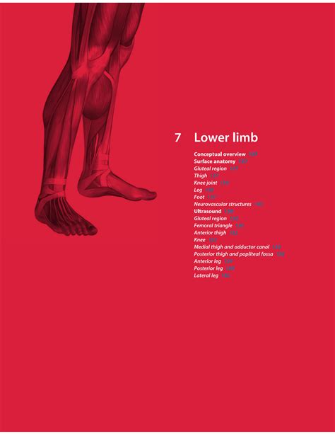 SOLUTION Lower Limb Surface Anatomy Studypool