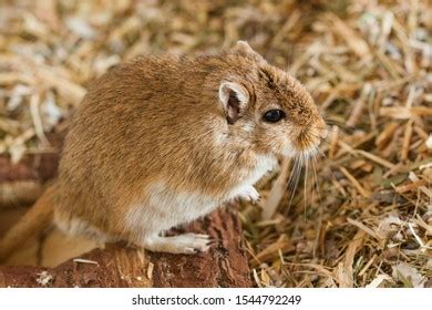 434 Mongolian gerbil Images, Stock Photos & Vectors | Shutterstock