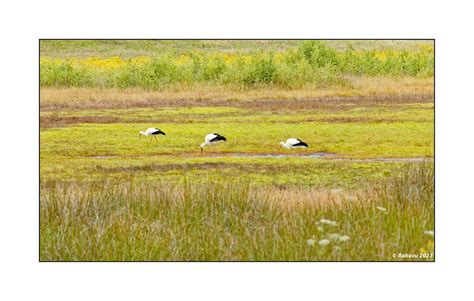 Ein Hungriges Trio Im Np De Maasduinen Heerenven Flickr