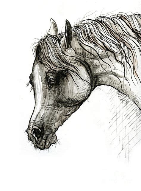 Arabian Horse Head 2020 02 14 Drawing By Angel Ciesniarska
