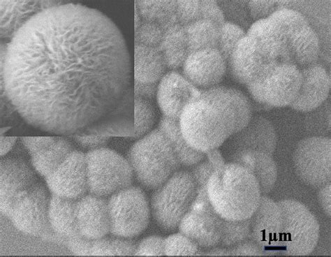 Scanning Electron Microscopic Analysis Of Nano Porous Chitosan