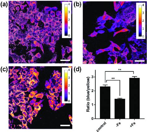 FlCFe1 Can Report On Exogenous Changes In Iron Levels Confocal Ratio