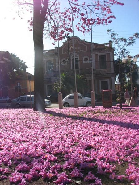 Fotos Recentes Prefeitura Municipal de Orlândia