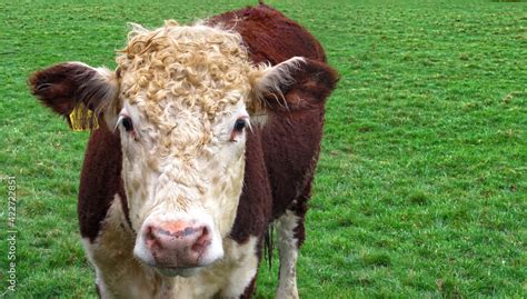 Steer, also called bullock, young neutered male cattle primarily raised ...