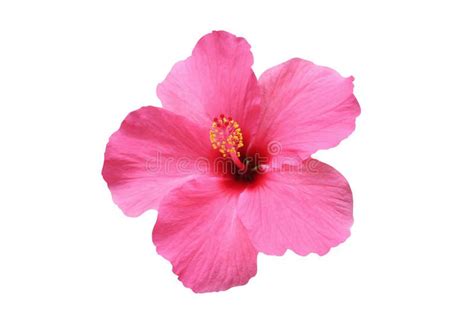 Hibiscus Flower Isolated On White Background Ad Flower Hibiscus Isolated Background