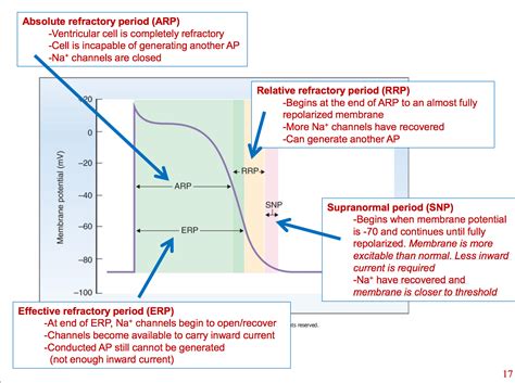 Absolute Refractory Period Ecg