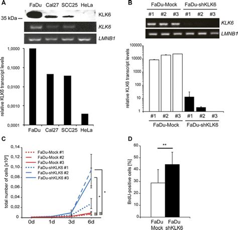 Silencing Of Klk6 Expression In Fadu Cells Promotes Tumor Cell Download Scientific Diagram