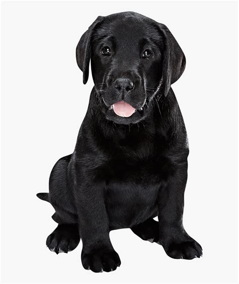 Black Labrador Puppy Transparent Black Labrador Png Png Download