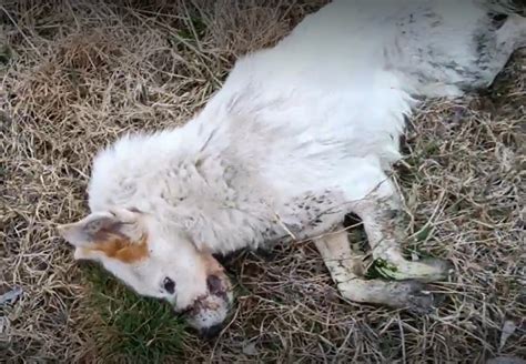 Rettung Hund Kasper VIER PFOTEN Österreich Stiftung für Tierschutz