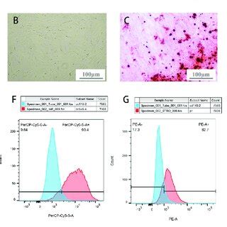 Pdlscs Identification A Primary Culture Of Pdlscs Cells Crawled Out