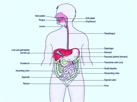 The Digestive System Its Parts And Functions Nursing Exam Paper